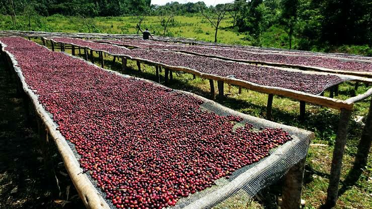 DOGO COFFEE Processing