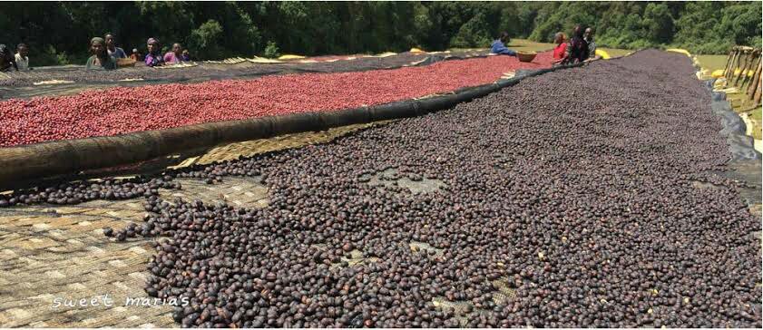 Coffee Processing