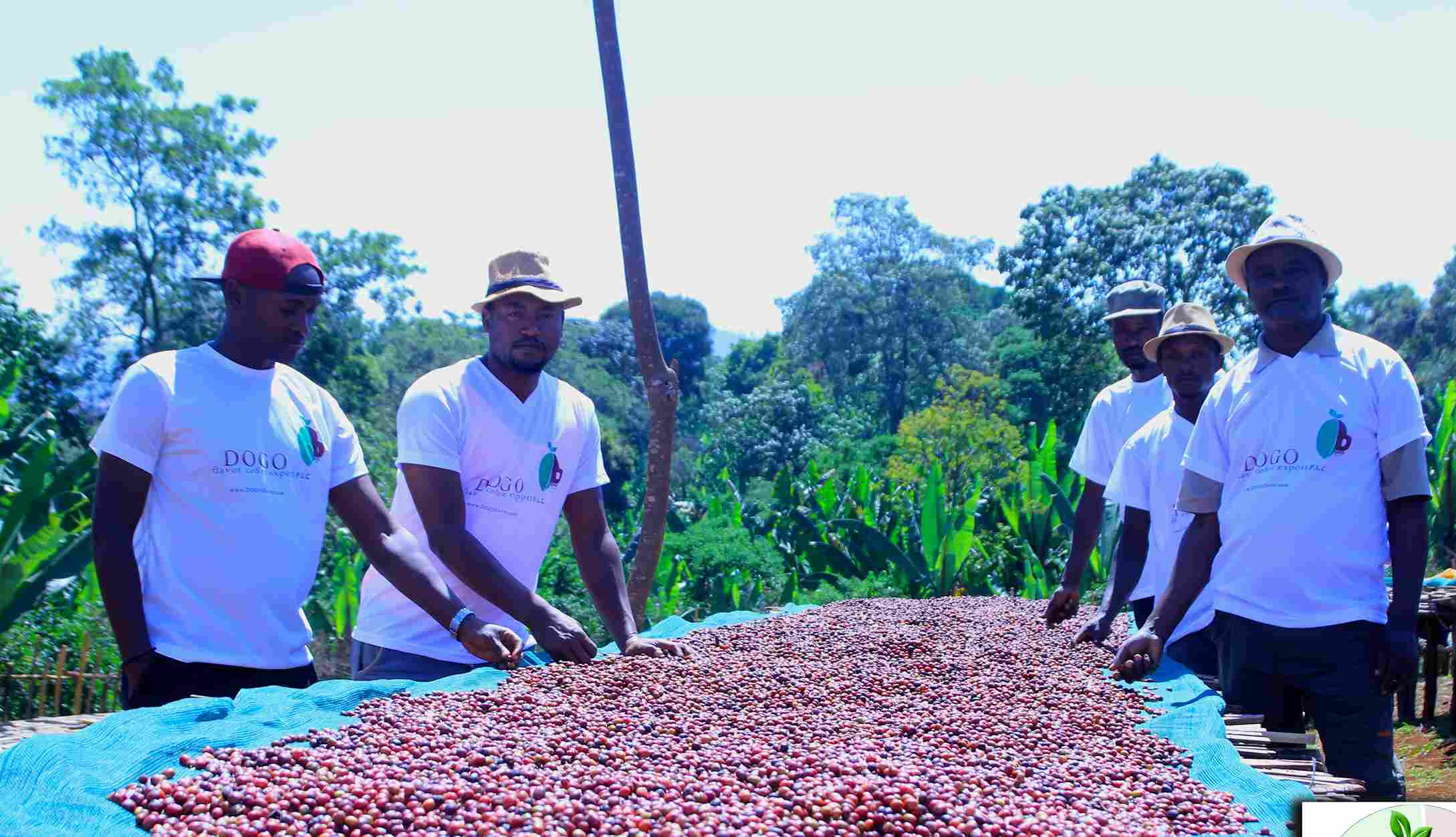 DOGO COFFEE Farm