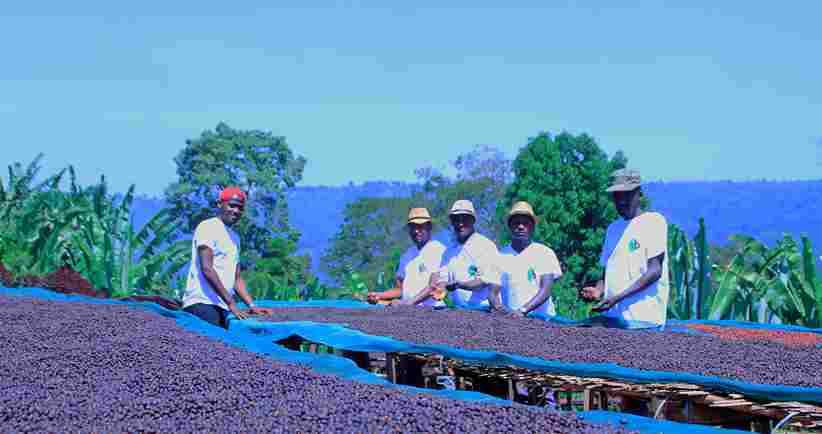 Coffee Export