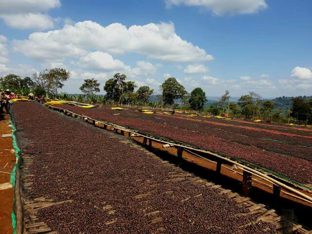 Coffee Farming